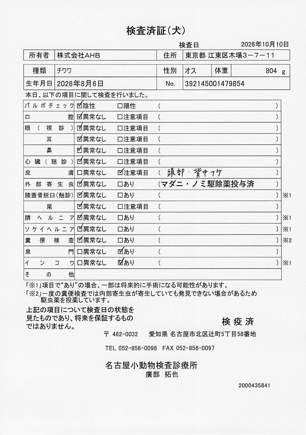 チワワ