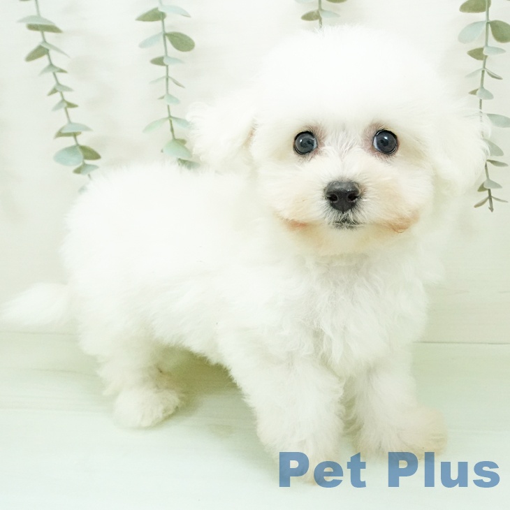 ビション・フリーゼ