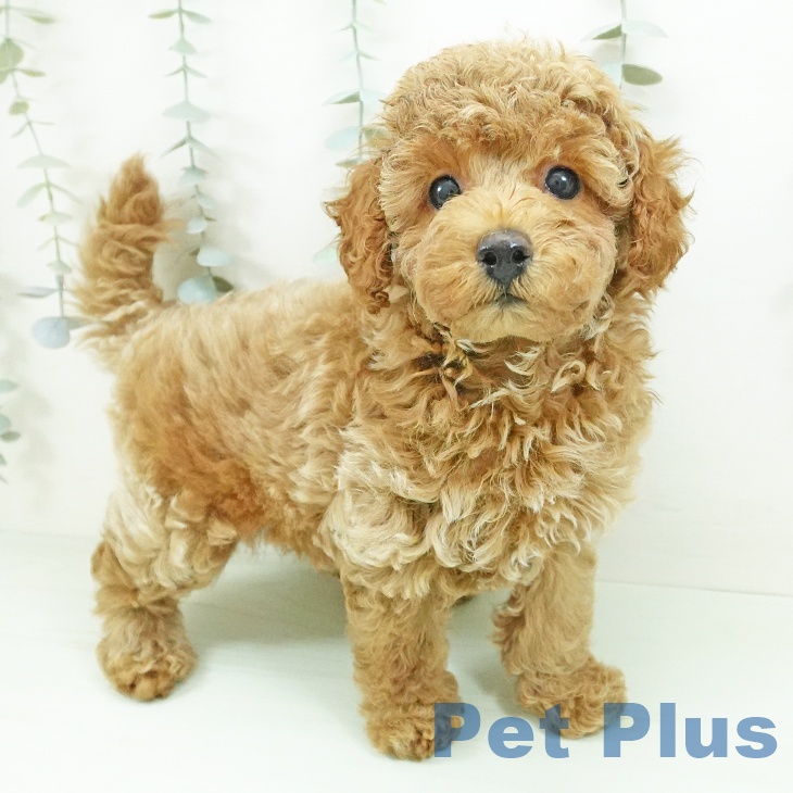 岐阜県のトイプードル(トイ) (ペットプラス 各務原店/2026年8月13日生まれ/男の子/レッド)の子犬の1枚目の画像