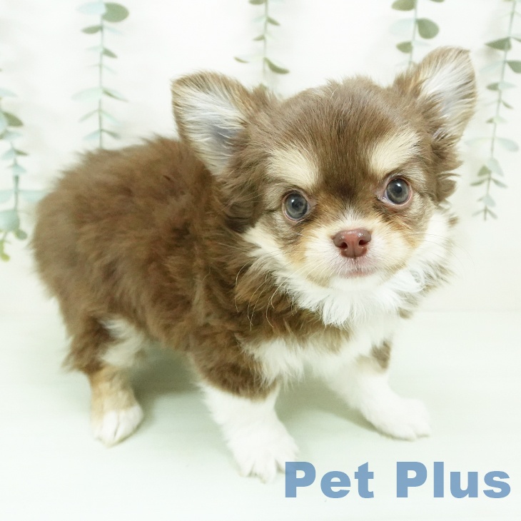 チワワ