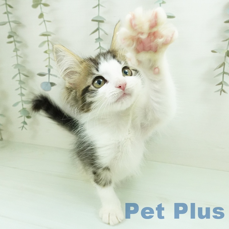 ノルウェージャンフォレストキャット
