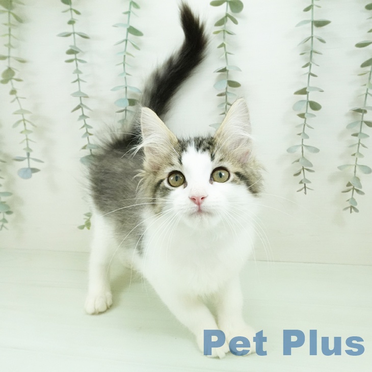ノルウェージャンフォレストキャットの写真2