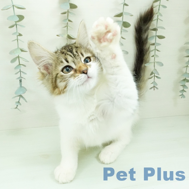 ノルウェージャンフォレストキャットの写真2