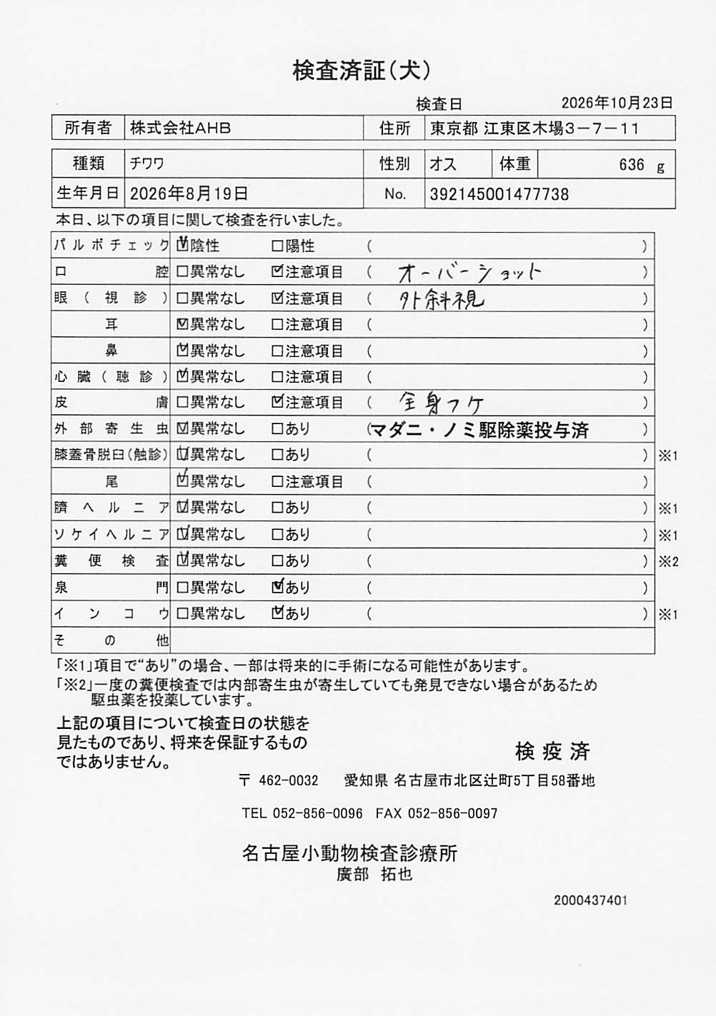 チワワ