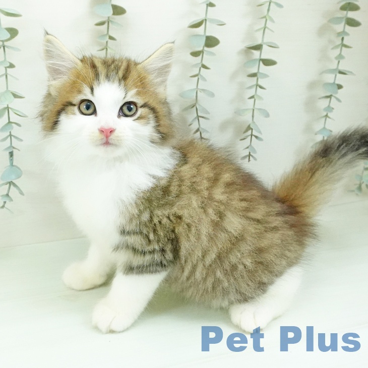 ノルウェージャンフォレストキャットの写真2