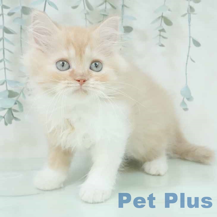 兵庫県のラガマフィン (ペットプラス明石店/2024年2月14日生まれ/女の子/レッドタビーホワイト)の子猫