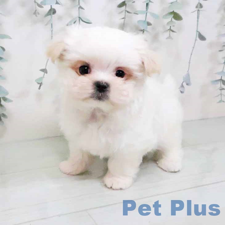 和歌山県のマルチーズ (ペットプラス和歌山店/2025年1月21日生まれ/女の子/ホワイト)の子犬