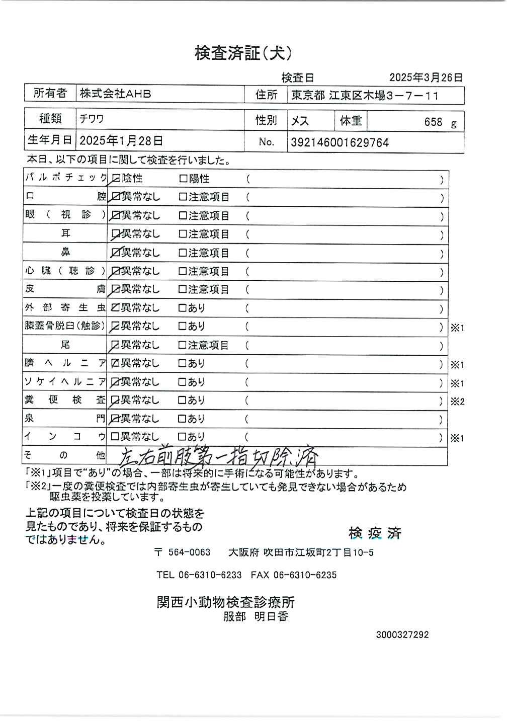 チワワ
