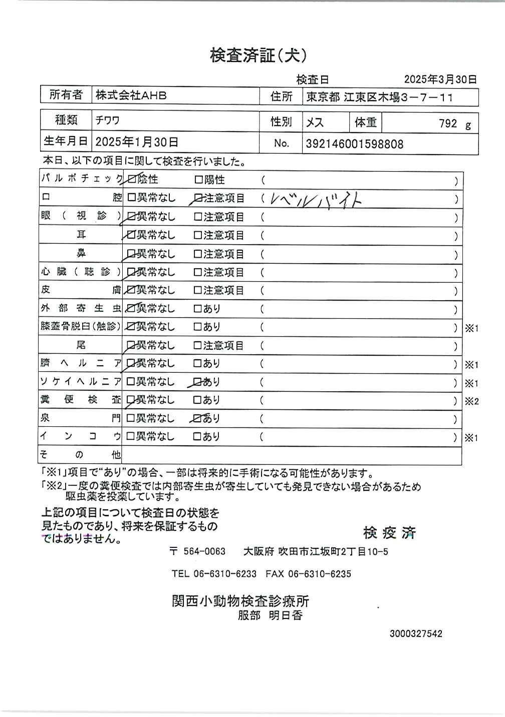 チワワ