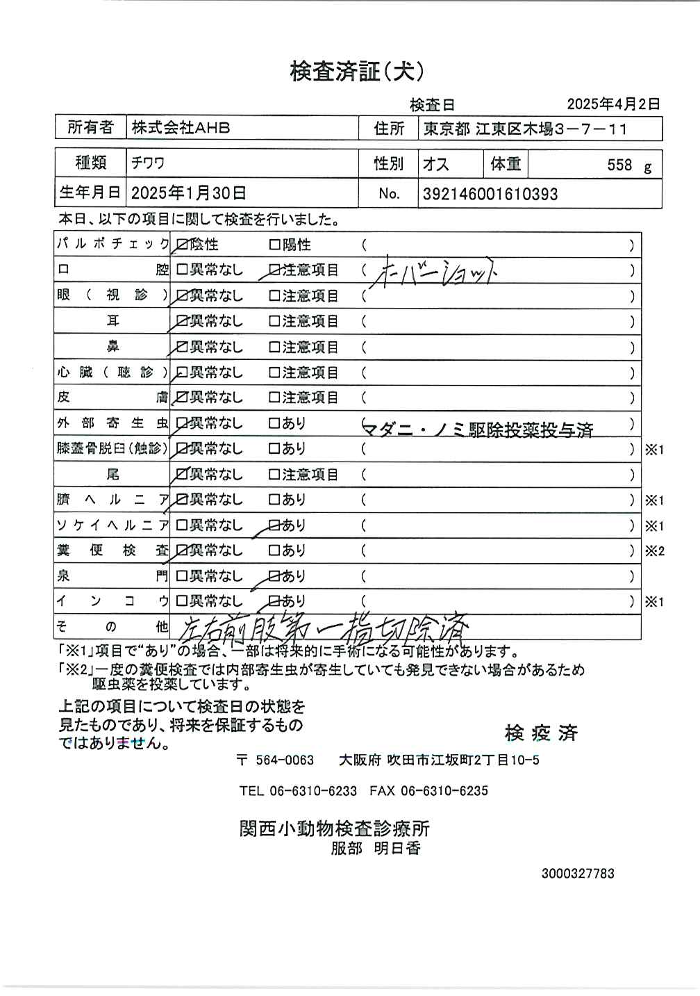 チワワ