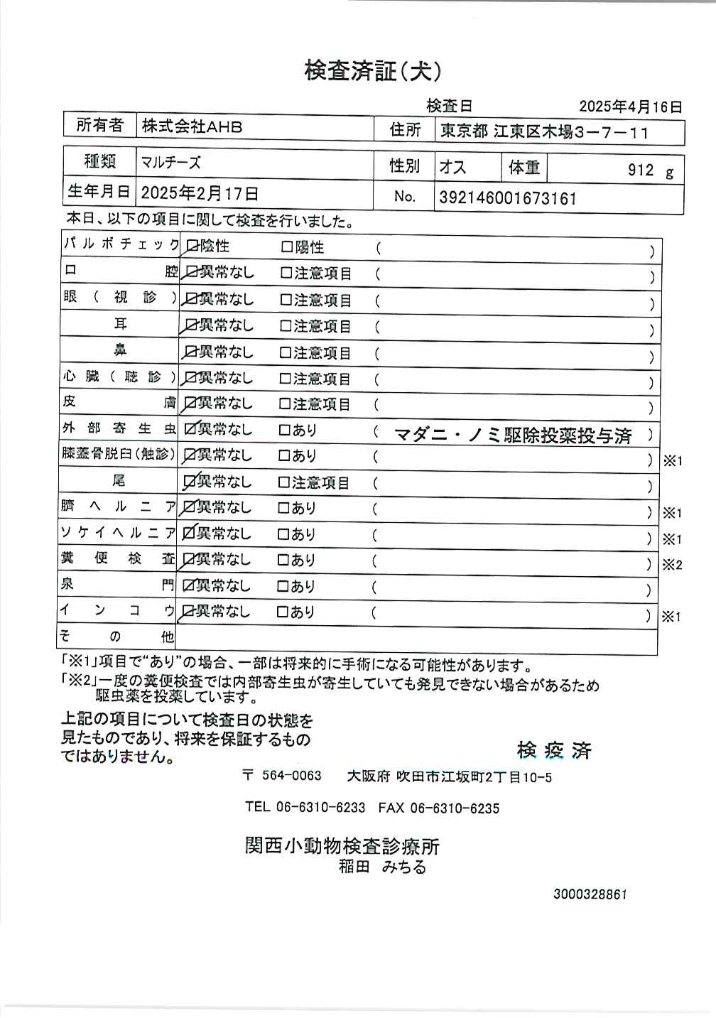 マルチーズ