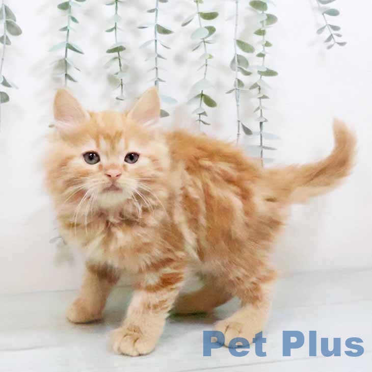 大阪府のラガマフィン (ペットプラスイオン大日店/2025年2月17日生まれ/男の子/レッドタビー)の子猫