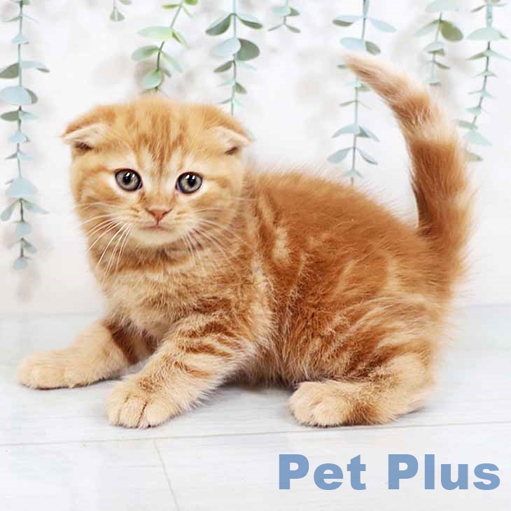 大阪府のスコティッシュフォールド (ペットプラスイオン大日店/2025年2月25日生まれ/男の子/レッドタビー)の子猫