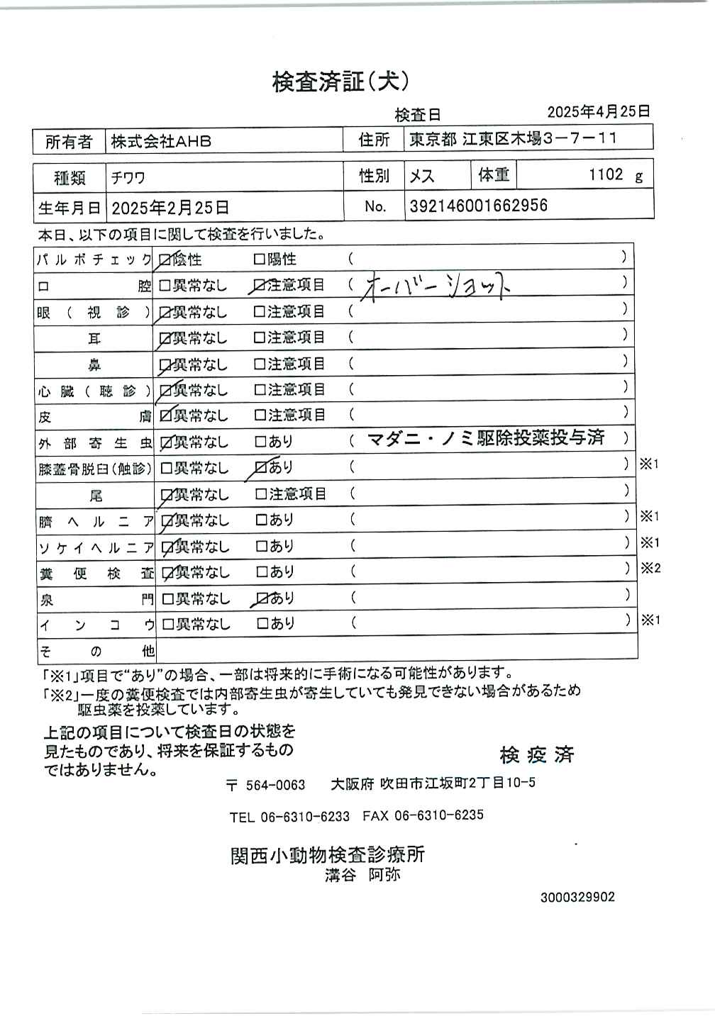 チワワ