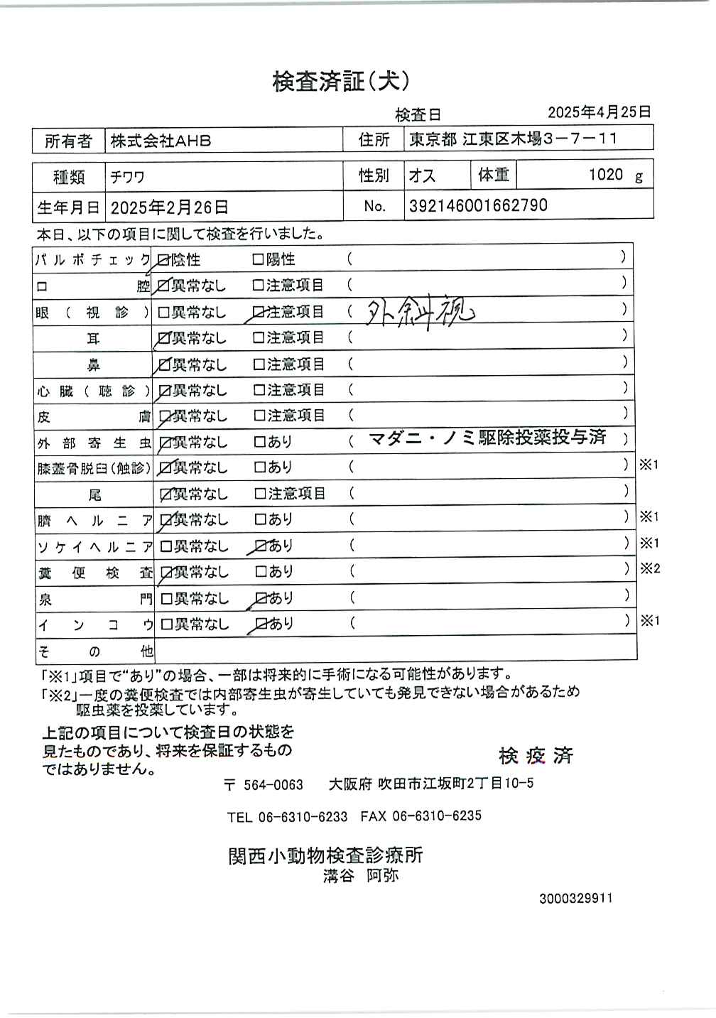 チワワ