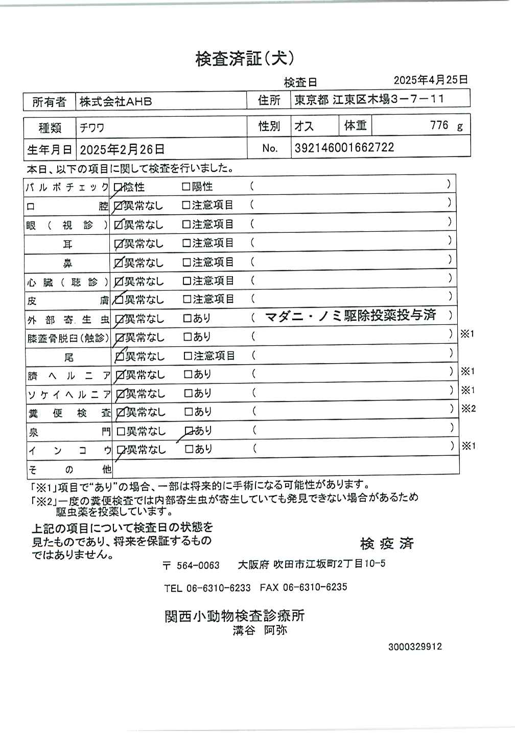 チワワ