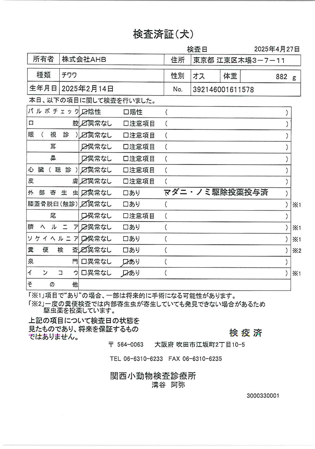 チワワ