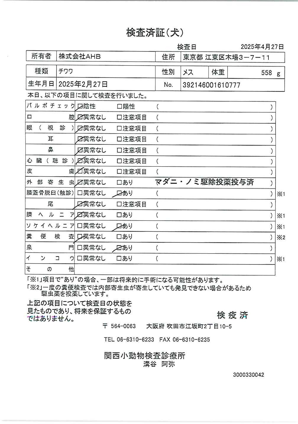 チワワ