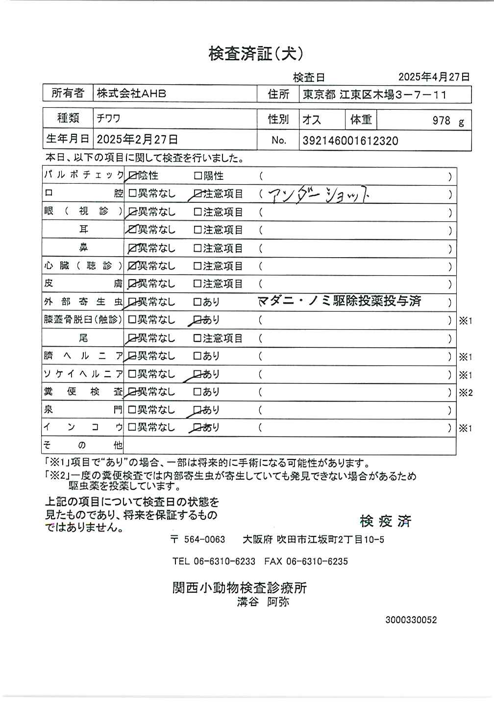 チワワ