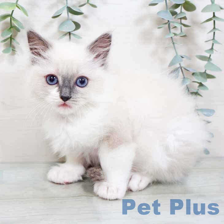 大阪府のラグドール (ペットプラスイオン大日店/2025年2月25日生まれ/女の子/ブルーポイント)の子猫
