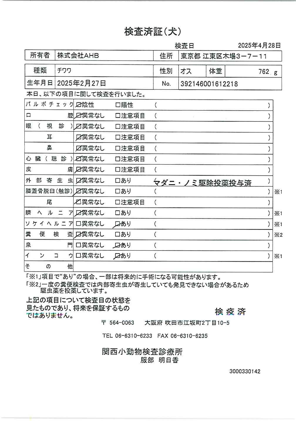 チワワ