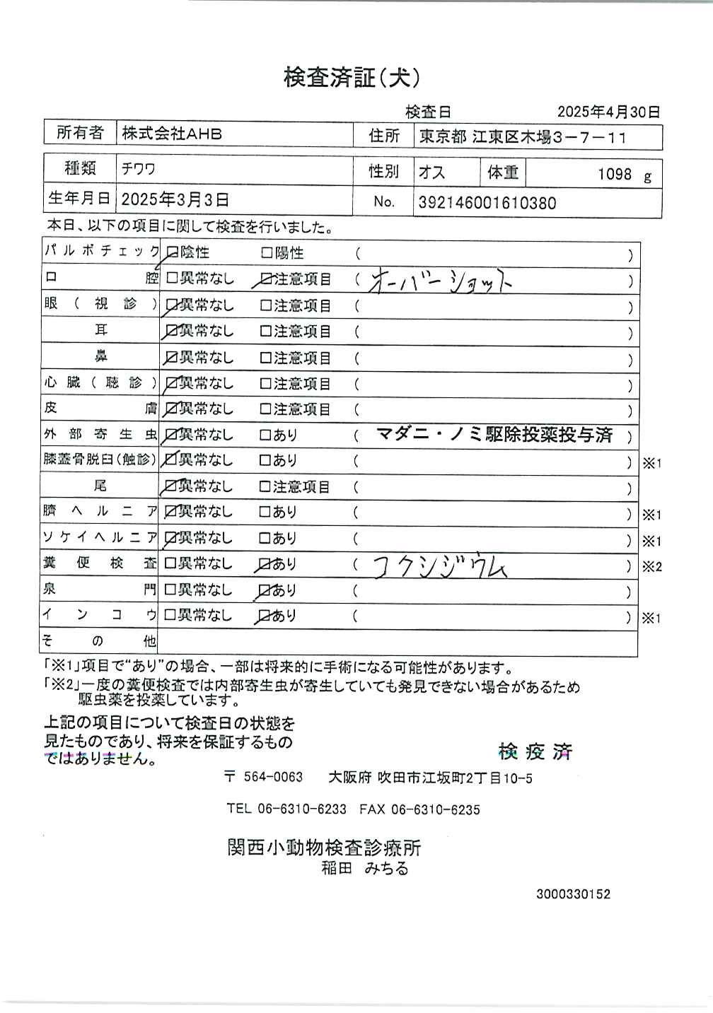 チワワ
