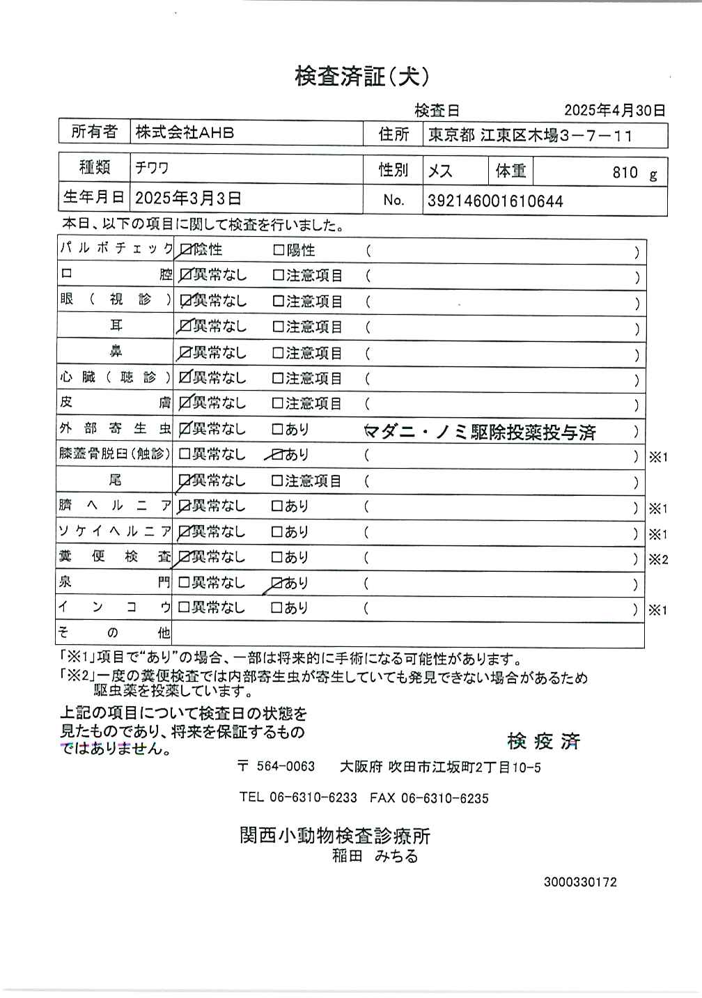 チワワ