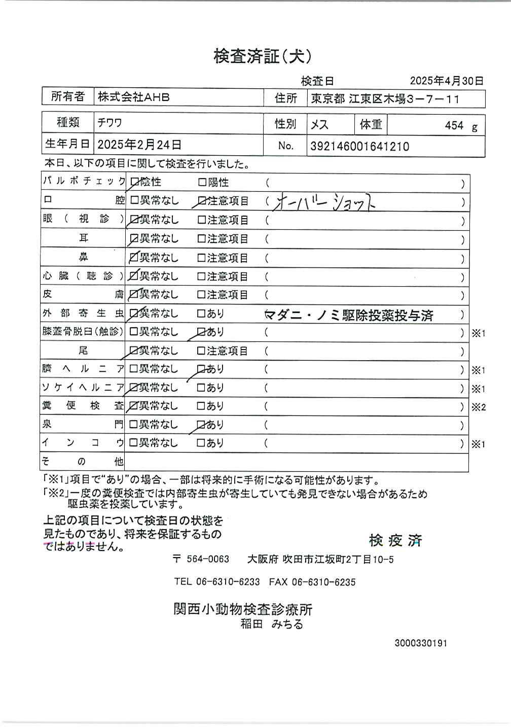 チワワ