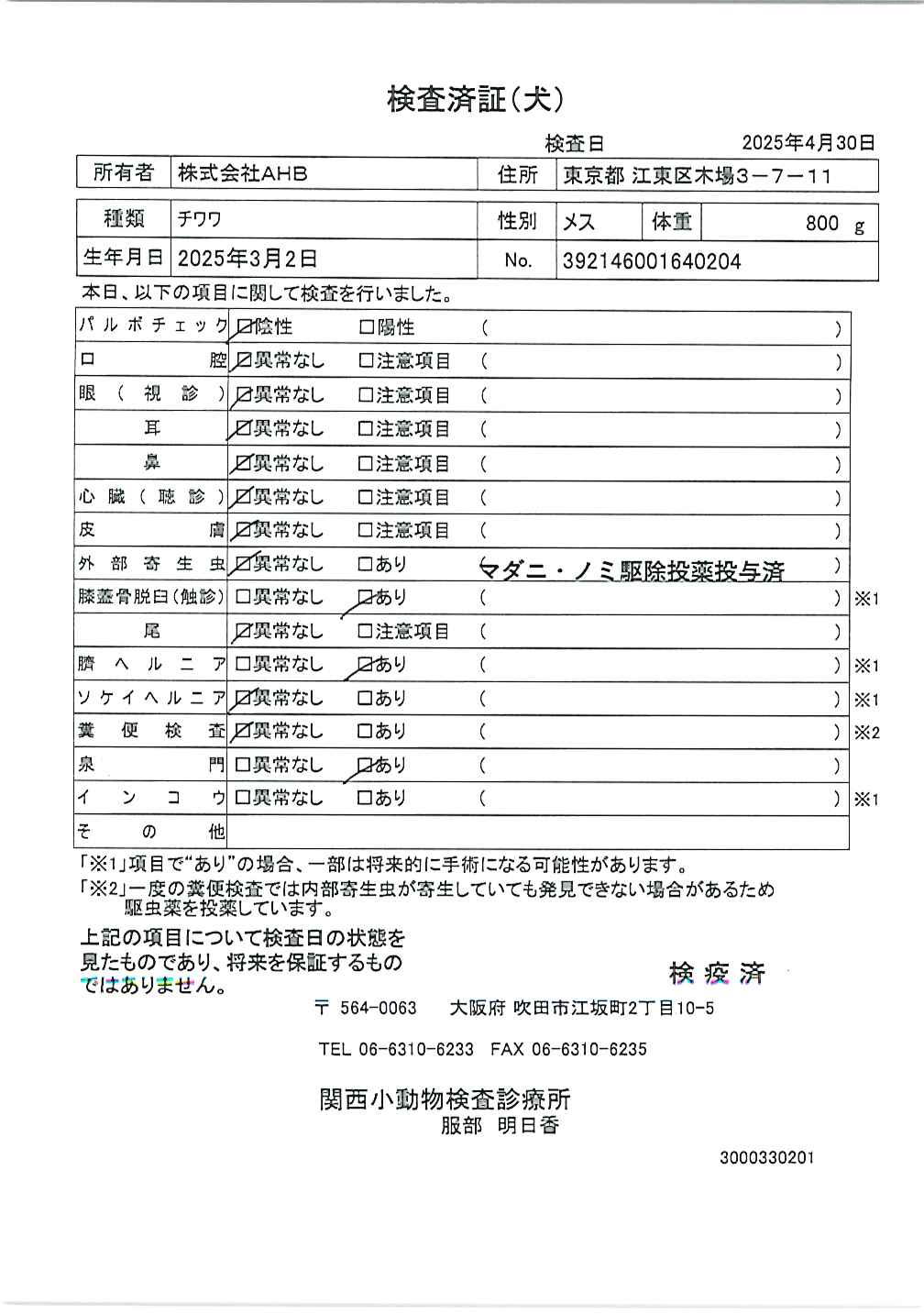 チワワ