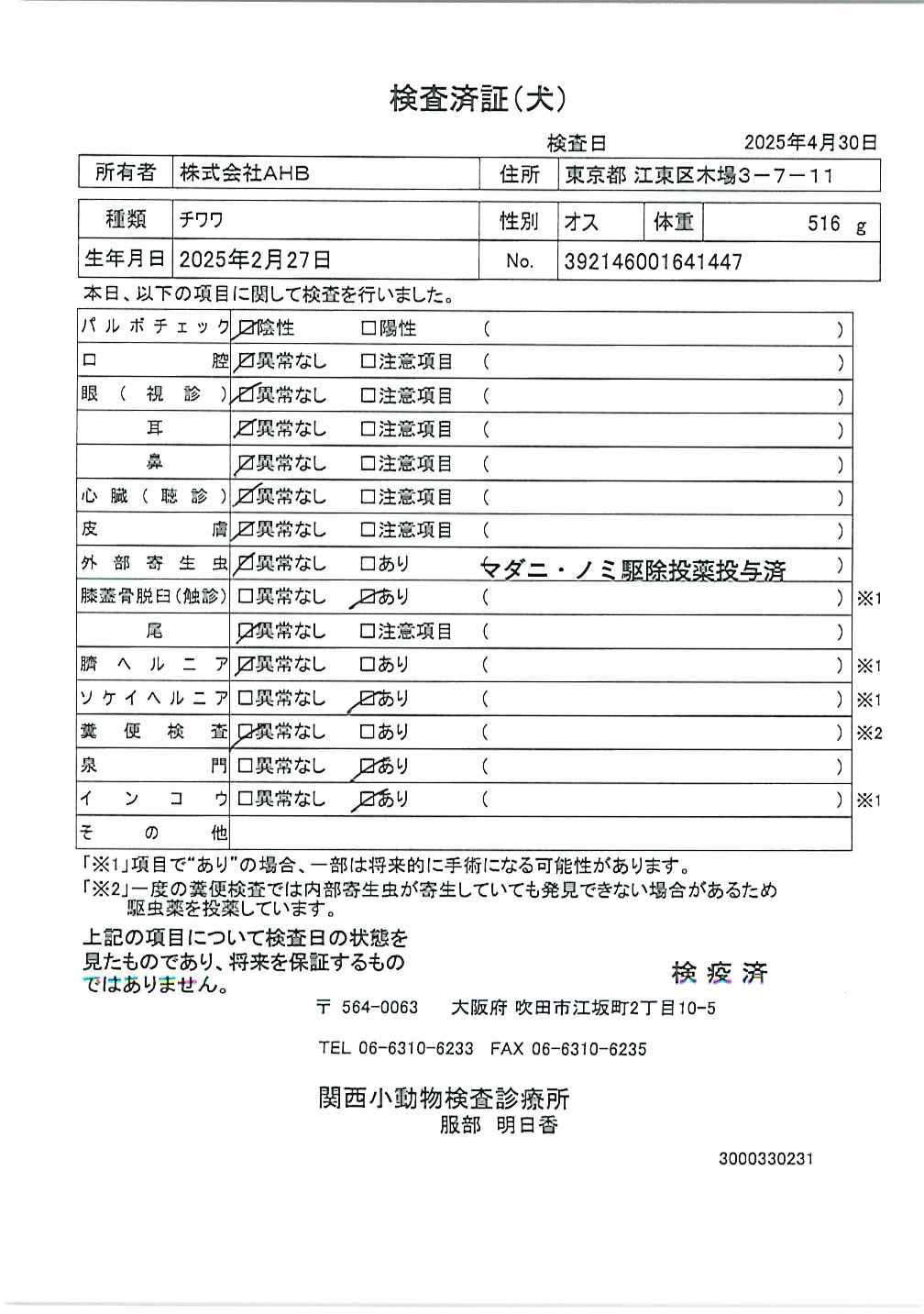チワワ