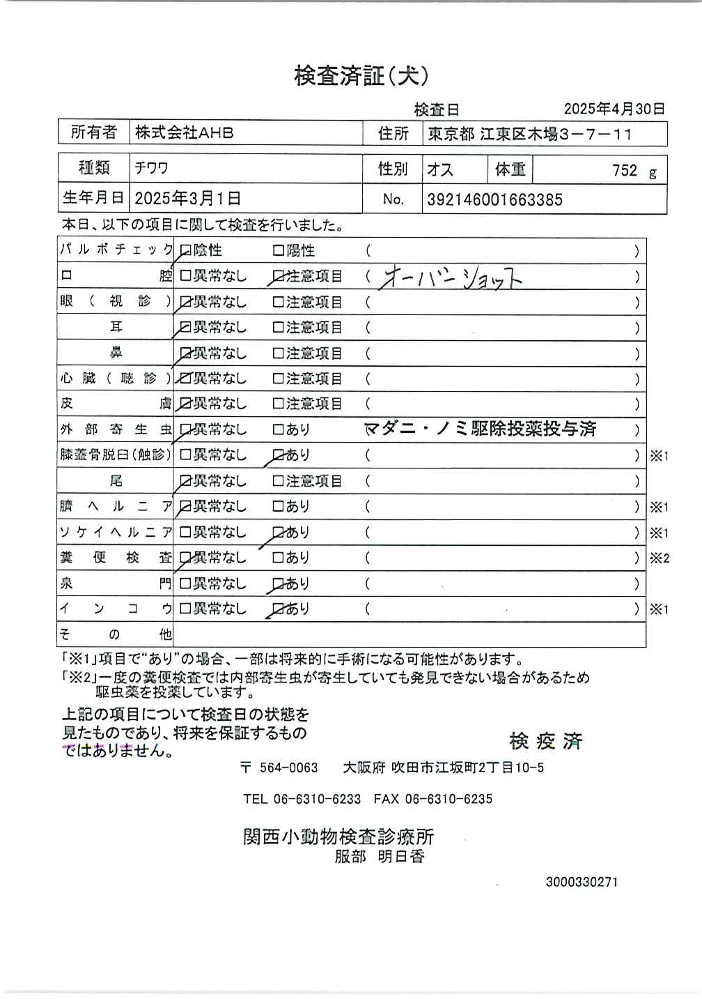 チワワ