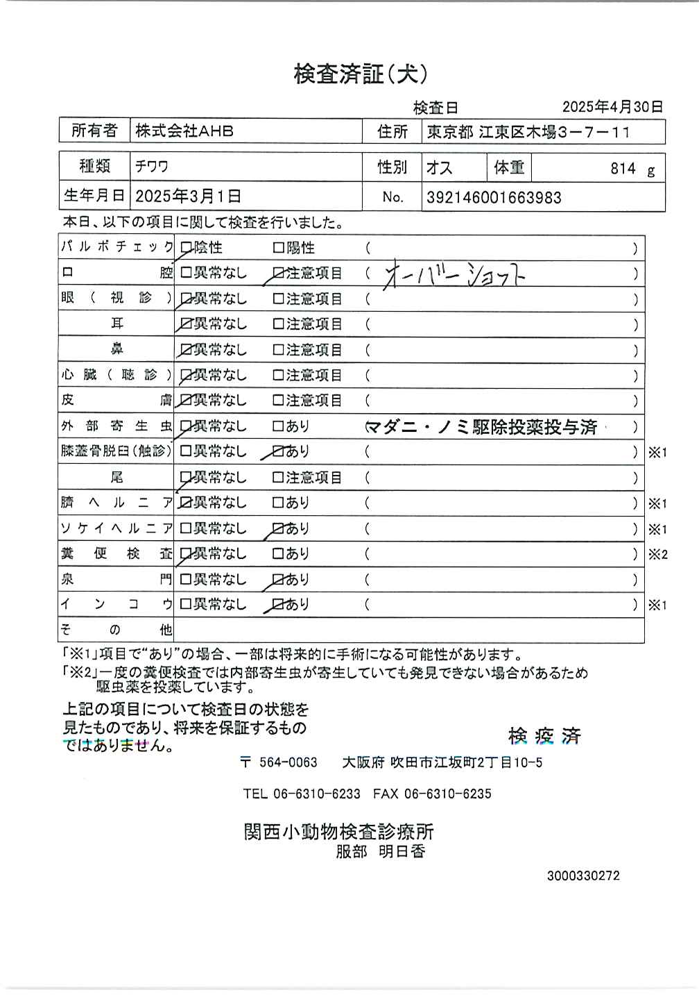 チワワ