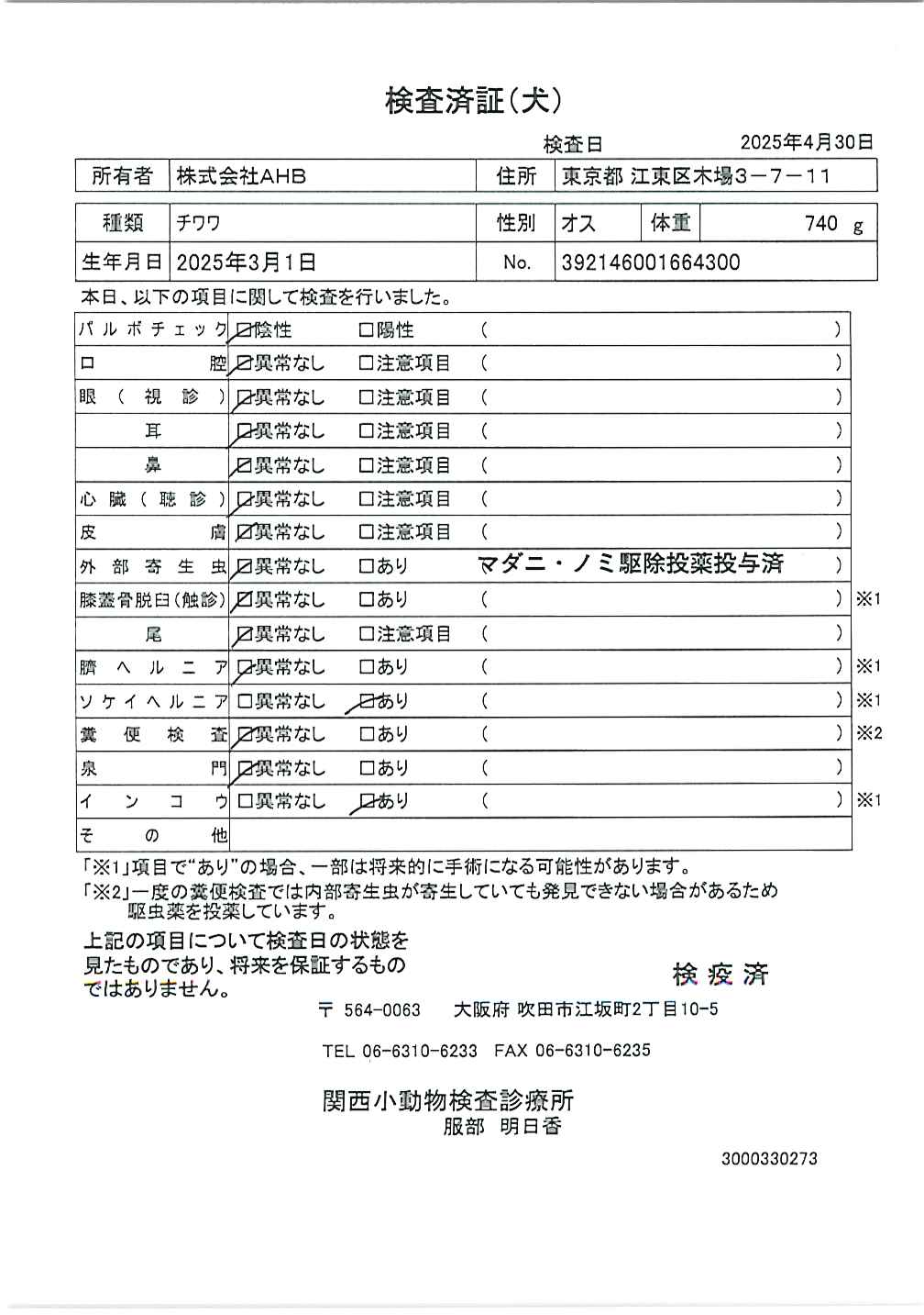 チワワ