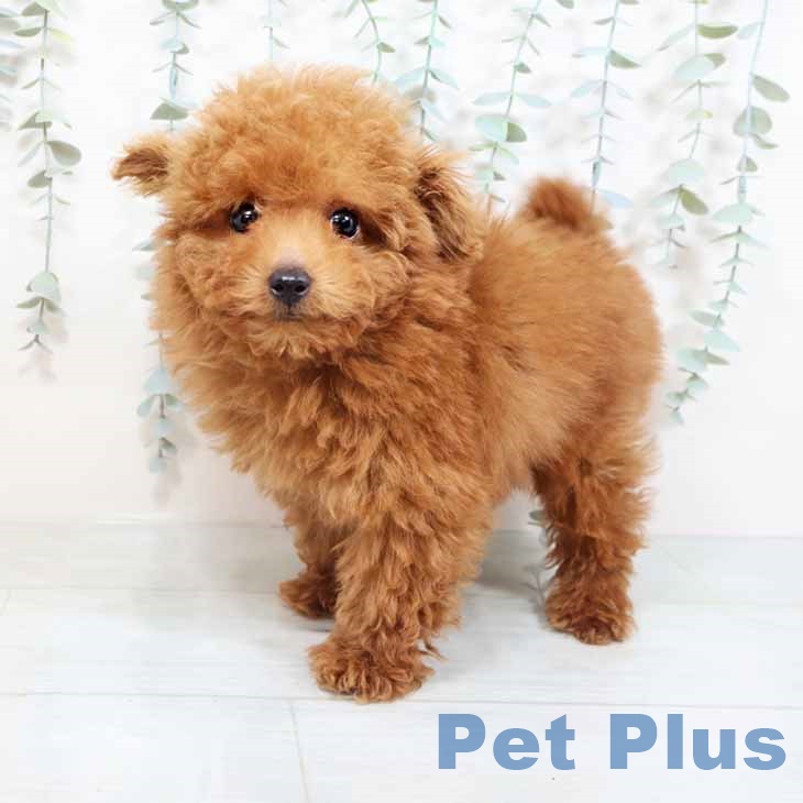 兵庫県のトイプードル(トイ) (ペットプラス神戸三宮店/2025年3月3日生まれ/男の子/レッド)の子犬