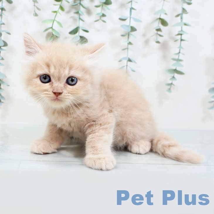 大阪府のラガマフィン (ペットプラス四條畷店/2025年3月3日生まれ/男の子/クリームタビー)の子猫