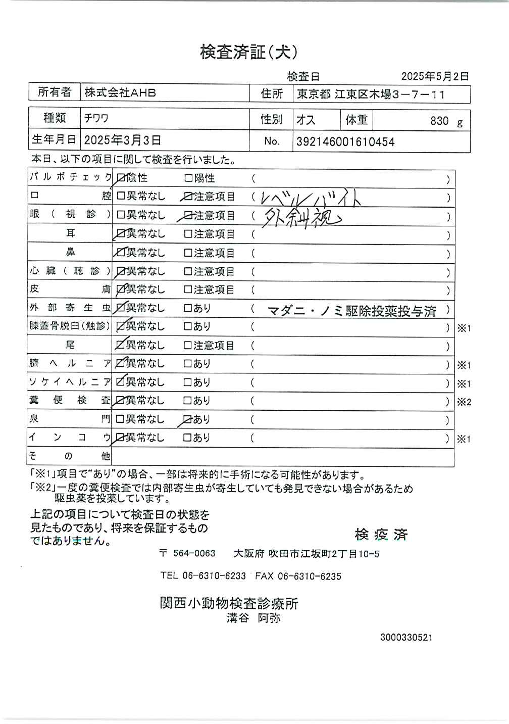 チワワ
