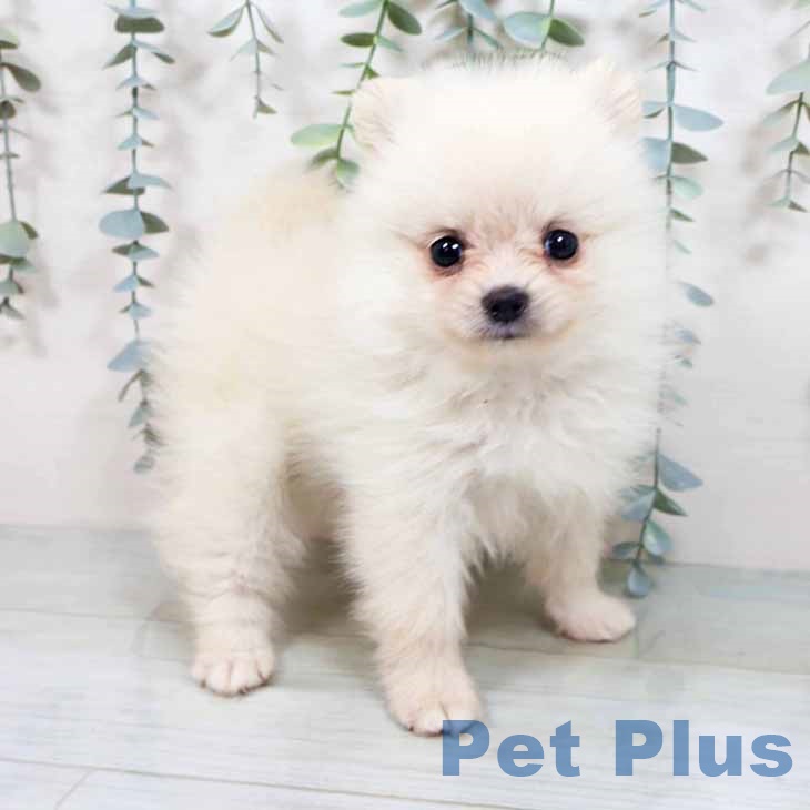 大阪府のポメラニアン (ペットプラス堺北花田店/2025年3月5日生まれ/女の子/クリーム)の子犬