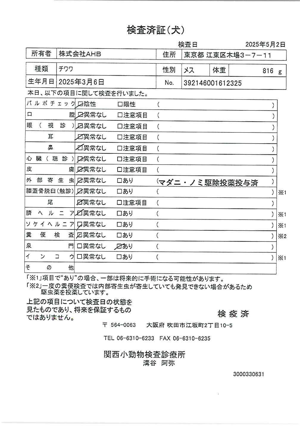 チワワ