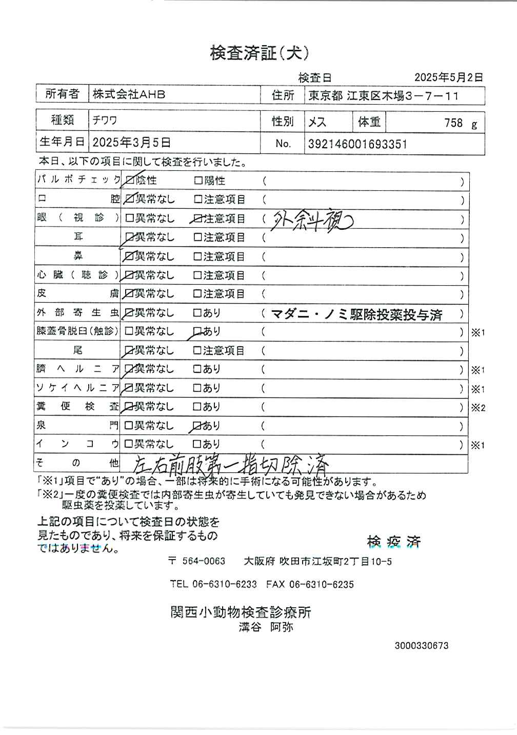 チワワ