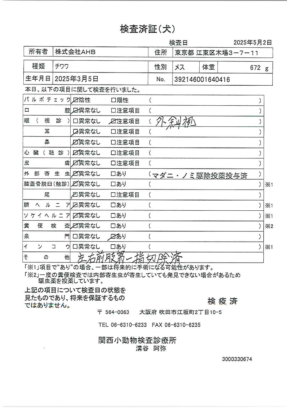 チワワ