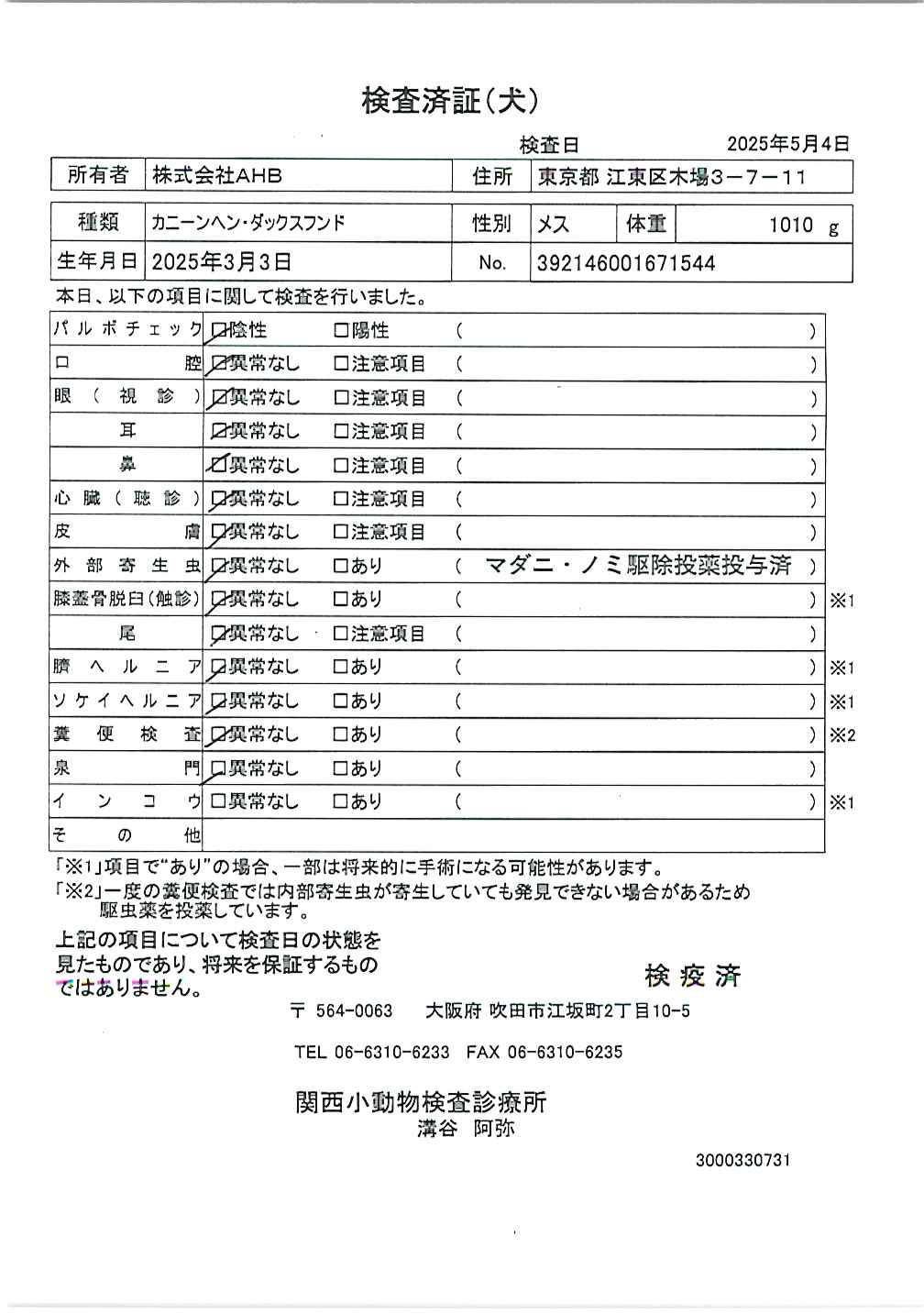 カニーンヘン・ダックスフンド