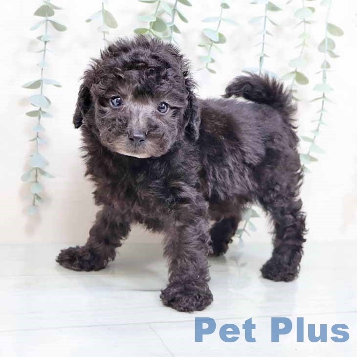 大阪府のトイプードル(トイ) (ペットプラスイオン大日店/2025年3月4日生まれ/男の子/シルバー)の子犬