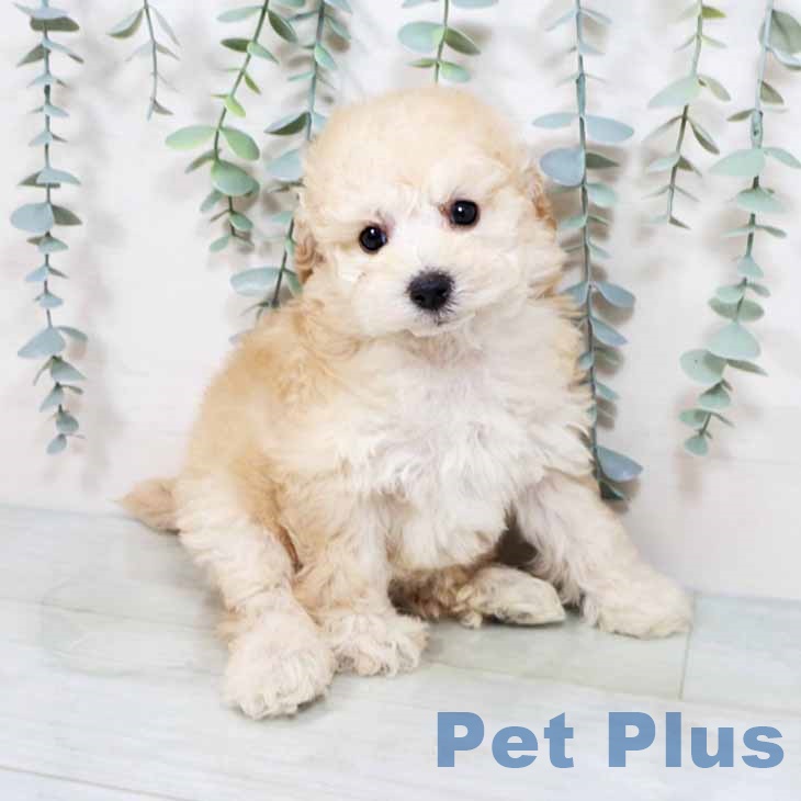 大阪府のトイプードル(トイ) (ペットプラスイオン大日店/2025年3月4日生まれ/女の子/クリーム)の子犬
