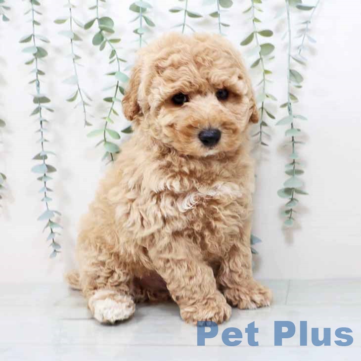 大阪府のトイプードル(トイ) (ペットプラス松原店/2025年3月12日生まれ/男の子/クリーム)の子犬