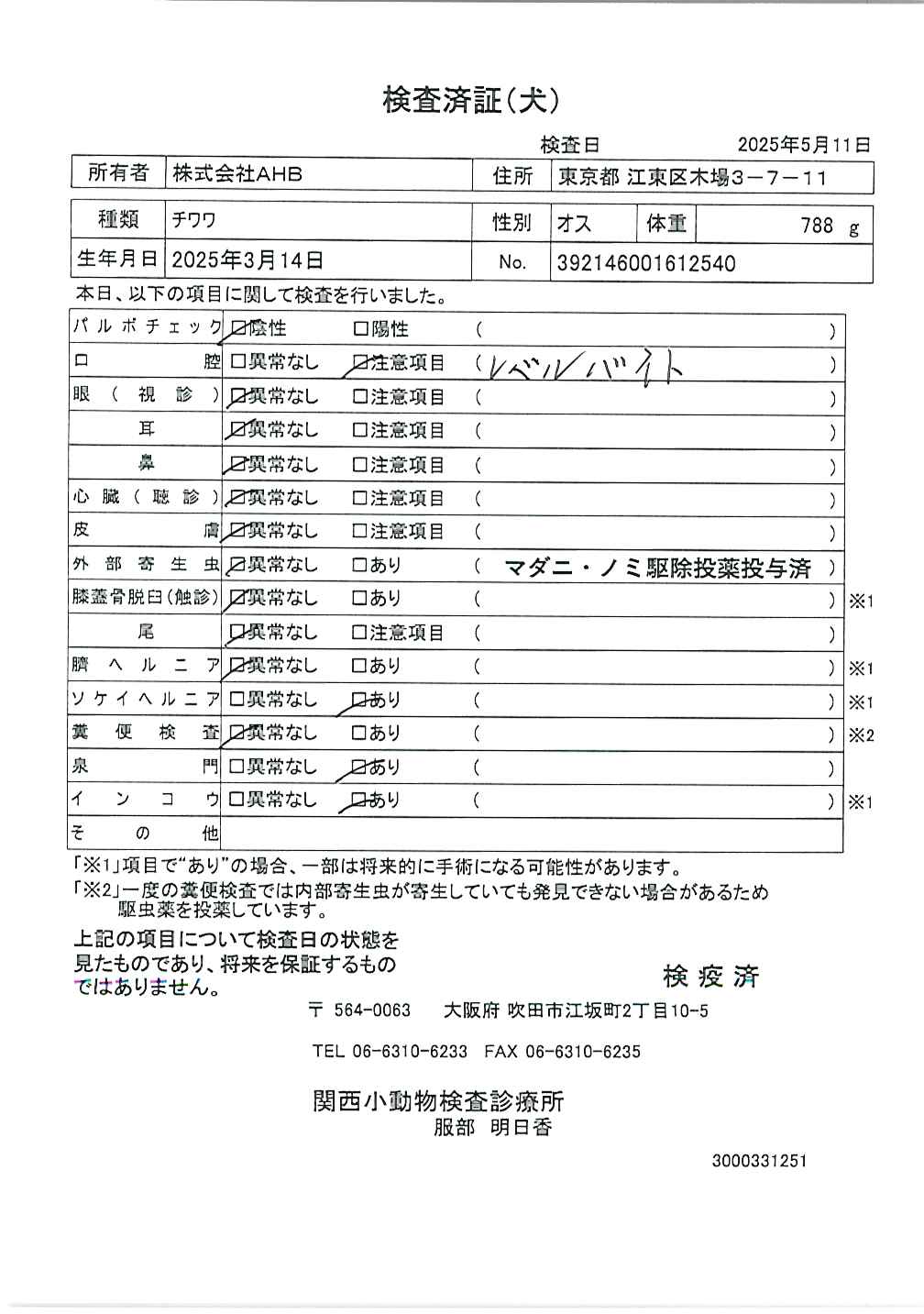 チワワ