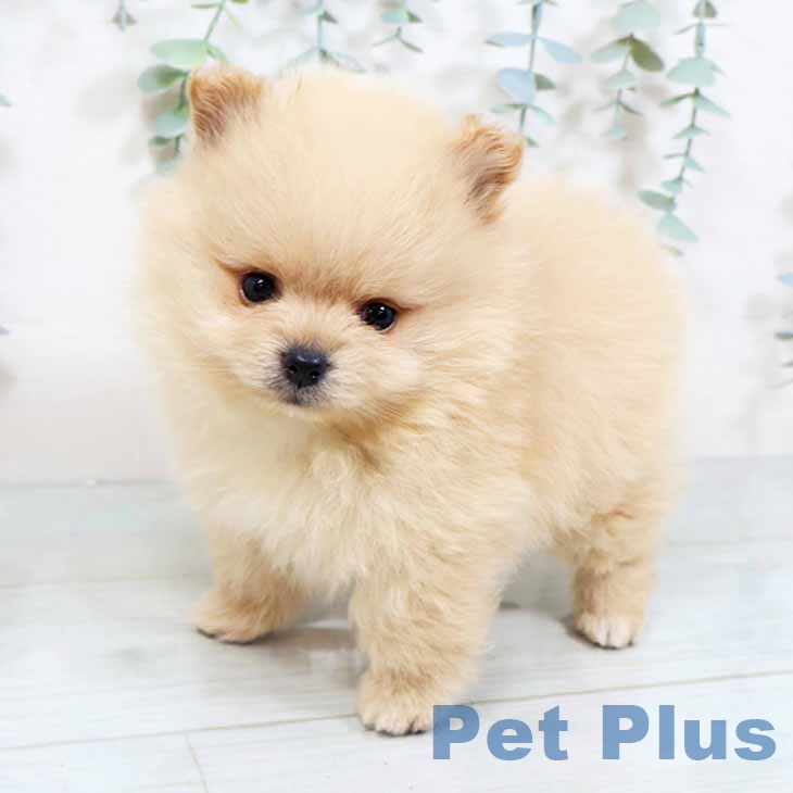 大阪府のポメラニアン (ペットプラスイオン大日店/2025年3月17日生まれ/男の子/クリーム)の子犬