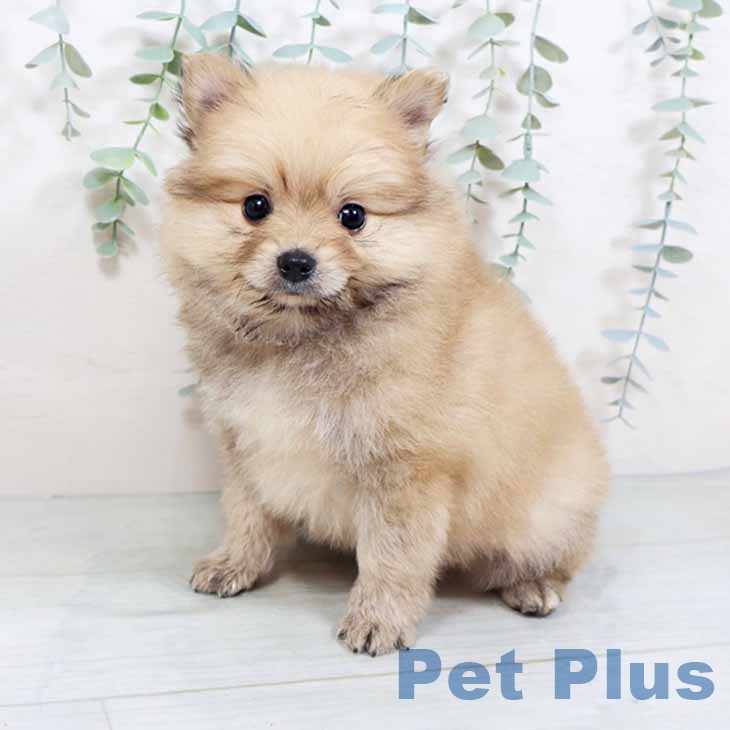 兵庫県のポメラニアン (ペットプラス明石店/2025年3月18日生まれ/男の子/ウルフセーブル)の子犬