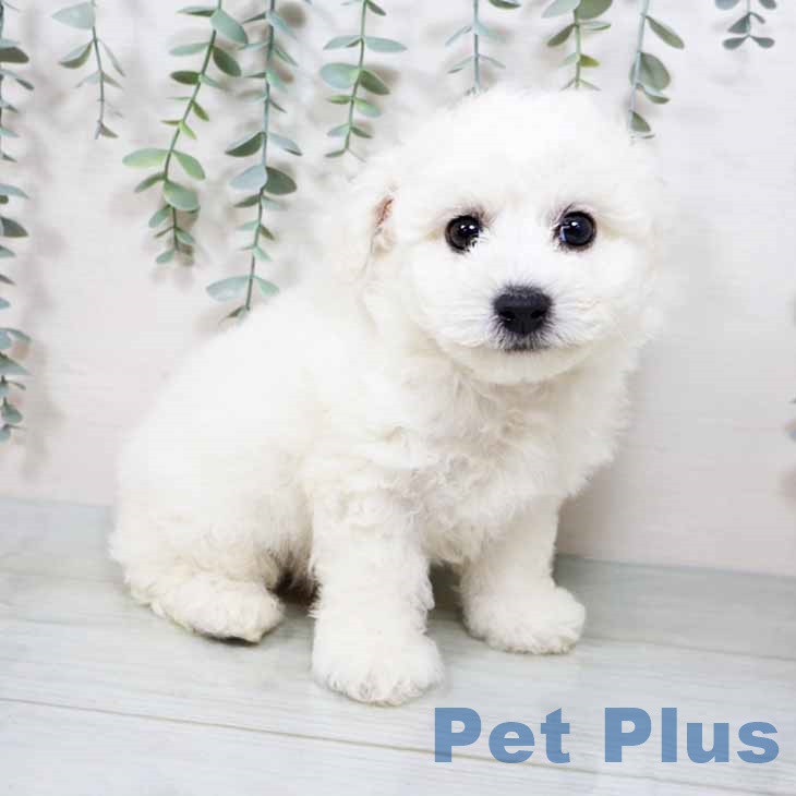 大阪府のビションフリーゼ (ペットプラスイオン大日店/2025年3月13日生まれ/男の子/ホワイト)の子犬