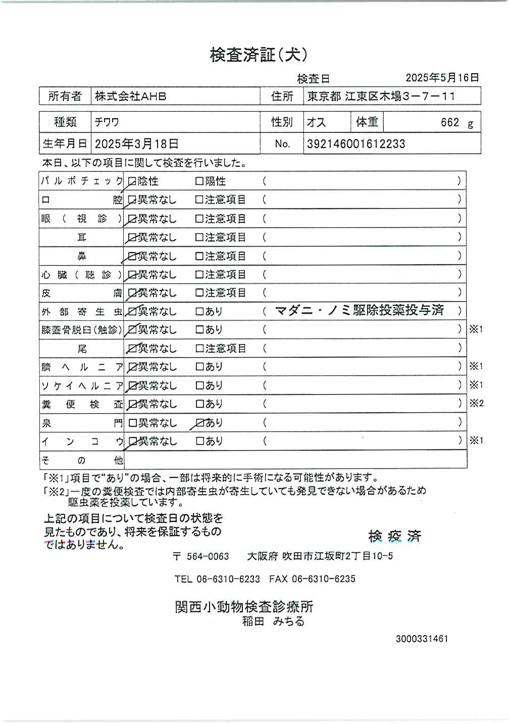チワワ