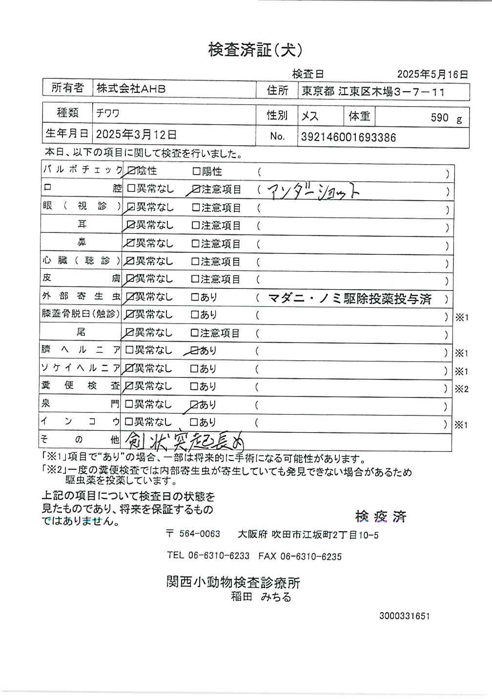 チワワ